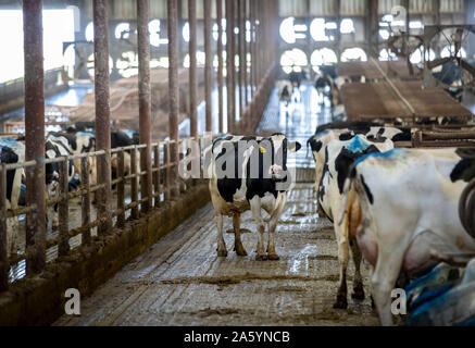 Des Moines, États-Unis d'Amérique. 16 Oct, 2019. Les vaches Holstein sont vus à un nombre illimité de lait des exploitations laitières de l'Atlantique, de l'Iowa, aux États-Unis, le 16 octobre 2019. Pour aller à l'aide de 'Spotlight : les producteurs laitiers des États-Unis longue pour U.S.-China Trade progrès' Crédit : Wang Ying/Xinhua/Alamy Live News Banque D'Images