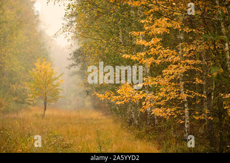 Paysage d'automne mélancolique Moody dans la forêt sur un matin avec un brouillard épais et jaune magnifiques arbres et prairie. Vu en octobre en Allemagne Banque D'Images