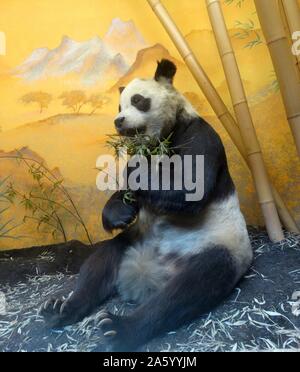 Farcis et conservé des vestiges de Chi Chi le Panda doué par la Chine au Royaume-Uni. Daté 1958 Banque D'Images