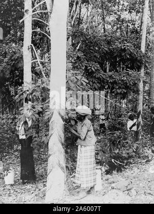 Tirage photographique d'une femme en caoutchouc rencontre la sève des arbres dans l'île de Java en Indonésie. Datée 1913 Banque D'Images