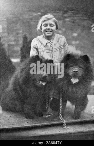 Impression photographique de deux Chinois Chow Chow chiens. Cette race de chien est originaire du nord de la Chine. En date du 20e siècle Banque D'Images