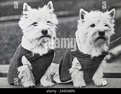 Photo de deux Dandie Dinmont Terrier, un petit chien de race Scottish Terrier dans la famille. En date du 20e siècle Banque D'Images