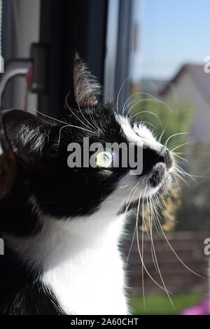 Tuxedo - chat noir et blanc en regardant par la fenêtre Banque D'Images