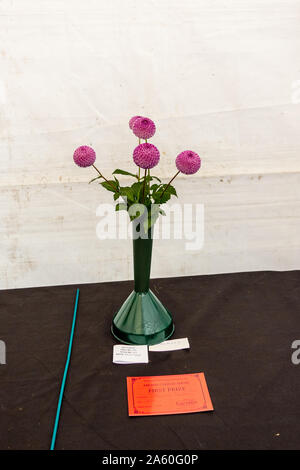 5 pom-pom rose Dahlias dans un vase . Une entrée dans la section dahilia de l'horticulture, au Frome Cheese Show 14 Septembre 2019 Banque D'Images