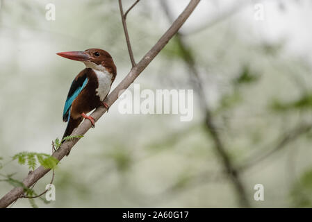 White-throated kingfisher se percher sur une branche Banque D'Images