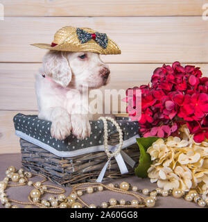 Chiot setter anglais dans une corbeille de fleurs Banque D'Images