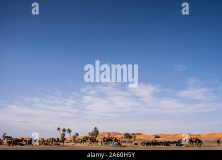 Magnifique paysage de palmiers et de chameaux dans les dunes du désert du Maroc Banque D'Images