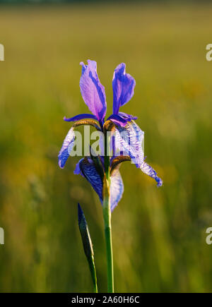 Close-up of purple iris fleur qui s'épanouit en plein air, Bavière, Allemagne Banque D'Images