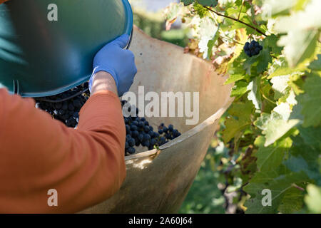 Vue détaillée de la collecte de leurs agriculteurs vin cabernet sauvignon qu'ils récoltent leur vignoble Banque D'Images