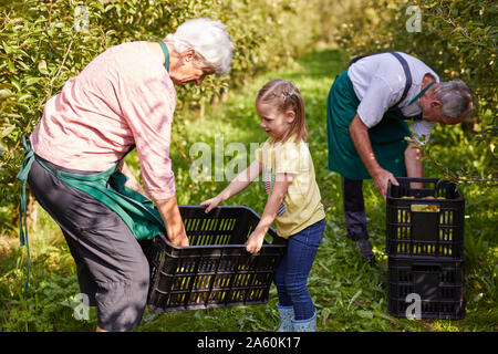 La récolte de poires Williams bio fille, aider les agriculteurs Banque D'Images