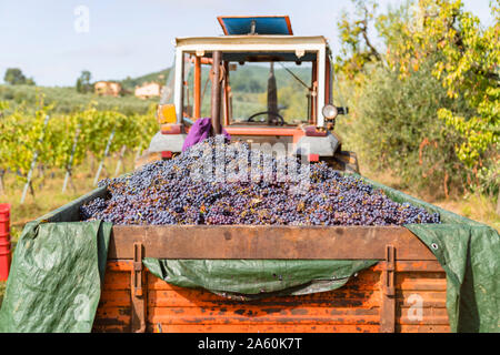 Raisins rouges récoltés sur le tracteur remorque dans un vignoble Banque D'Images