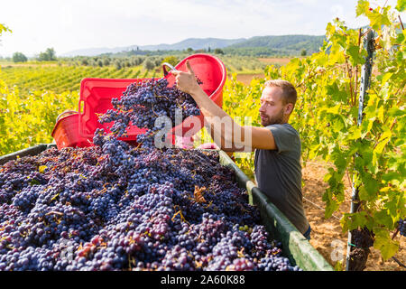 Man pouring red grapes sur remorque à vineyard Banque D'Images