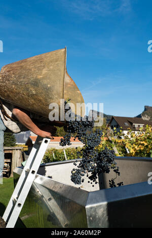 Un agriculteur de vin dans le vignoble raisins décharges dans la remorque de la collection sac à dos pendant la récolte de vin Banque D'Images