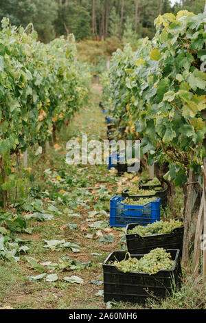 Boîtes avec des raisins verts récoltés dans un vignoble Banque D'Images