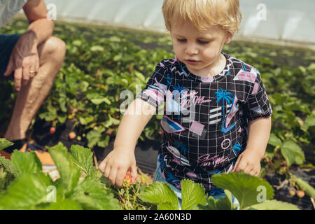 Père et fils la cueillette des fraises dans la plantation de fraises Banque D'Images