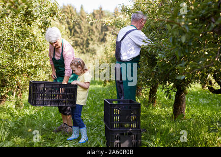 La récolte de poires Williams Fille biologique, d'aider les agriculteurs biologiques Banque D'Images