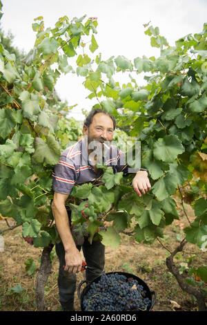 La récolte de raisin bleu homme in vineyard Banque D'Images