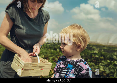 Mère et fils la cueillette des fraises dans la plantation de fraises Banque D'Images