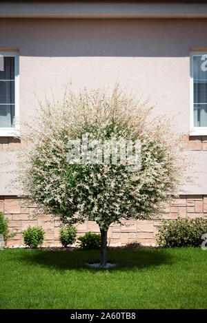 Belle Hakuro Nishiki willow avec des fleurs roses en jardin Banque D'Images