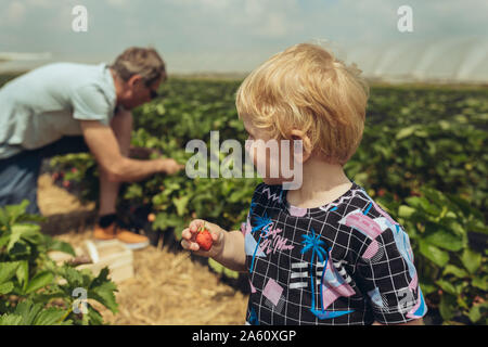 Père et fils la cueillette des fraises dans la plantation de fraises Banque D'Images