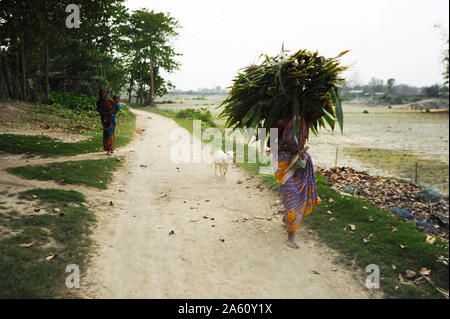 Village aux pieds nus femme menant la chèvre et exerçant son énorme tas de roseaux de retour au brahmapoutre village, Assam, Inde, Asie Banque D'Images