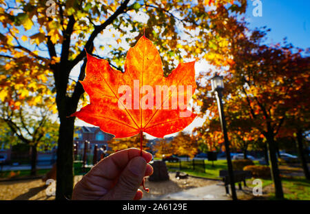 Montréal,Québec,Canada,octobre,23,2019.automne feuillage en parc public à Montréal,Québec,Canada.Credit:Mario Beauregard/Alamy News Banque D'Images