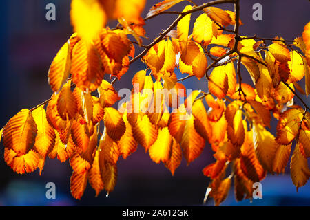 Montréal,Québec,Canada,octobre,23,2019.automne feuillage en parc public à Montréal,Québec,Canada.Credit:Mario Beauregard/Alamy News Banque D'Images