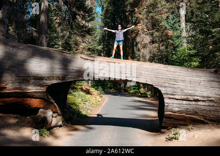 Femme debout sur le dessus d'un Tunnel Log in Sequoia National Park, Californie, USA Banque D'Images