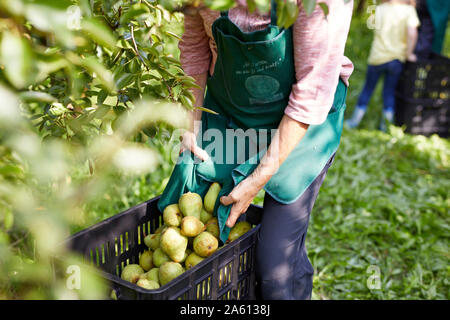 Les agriculteurs biologiques la récolte des poires Williams Banque D'Images