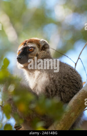 Lémurien à la façade rouge (Eulemur rufifrons) mâle, réserver forestière de Kirindy, forêt de Kirindy, dans l'Ouest de Madagascar, Afrique Banque D'Images