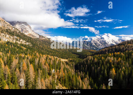 La couleur en automne près de Cortina d'Ampezzo dans les Dolomites, Vénétie, Italie, Europe Banque D'Images