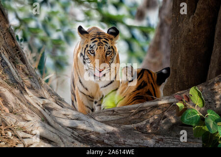 Deux jeunes tigres du Bengale (Panthera tigris tigris), Tadoba Andhari Tiger Reserve, l'État du Maharashtra, Inde, Asie Banque D'Images