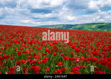 Beaux coquelicots rouges situé dans la campagne du Derbyshire Buxton, Derbyshire, Angleterre, Royaume-Uni, Europe, Banque D'Images