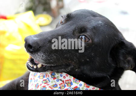 Vieux chien noir pris dans la rue et qui a été adopté par un fournisseur de soins pour animaux abandonnés. Le chien joue heureusement et regarder avec passion à son propriétaire Banque D'Images