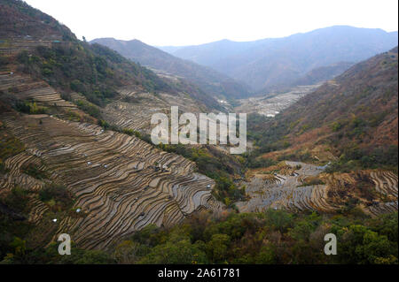 Des rizières en terrasses qui bordent les collines en pente dans le Naga Hills, district de Kezoma, Nagaland, l'Inde, l'Asie Banque D'Images