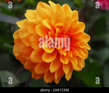 Belle Dahlia orange 'David Howard' fleur dans un jardin Banque D'Images