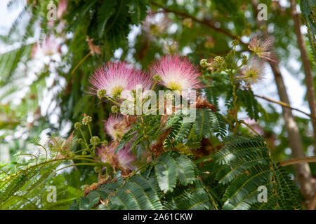 Libre de fleurs de soie un Persan ou rose (Albizia julibrissin arbre Siris) à l'extérieur de Brockley station overground, Londres SE4 Banque D'Images