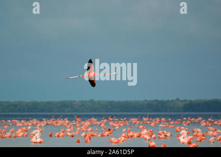 Celestun, Yucatan, Mexique - Le 18 décembre 2005 : un flamant rose volant au-dessus d'autres sur la rivière Banque D'Images