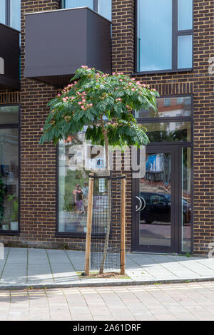 Arbre à soie persane en dehors de Brockley station overground, Londres SE4 Banque D'Images