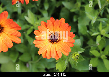 Close up of Margarita Orange Cape Daisies à différents stades de floraison Banque D'Images