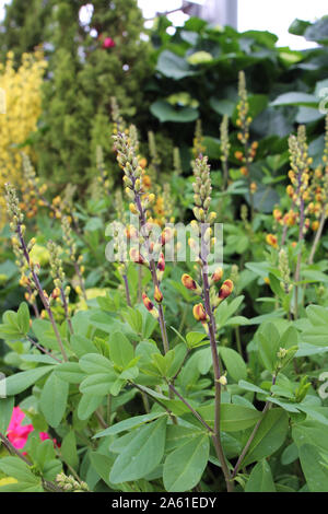 Tiges de cerises Jubilé, faux indigo Baptisia hybrid s'apprête à fleurir au printemps Banque D'Images