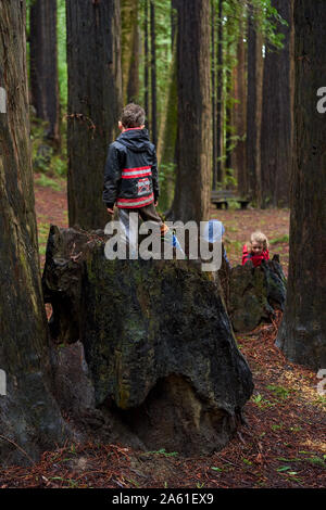 Un garçon avec veste de pompier se dresse sur souche d'arbre tandis que deux enfants jouent parmi les séquoias de Riverfront Regional Park, dans le Comté de Sonoma, en Californie. Banque D'Images