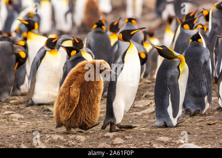 King penguin adultes plus âgés par poussin mène à la colonie comme tout parent avec un adolescent grincheux au gold harbour, la Géorgie du Sud Banque D'Images