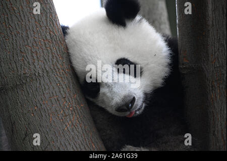 Baby Grand Panda cub dort sur l'arbre entre les branches et les feuilles après avoir mangé le bambou pour le petit-déjeuner à Chengdu, Sichuan, Chine. Banque D'Images