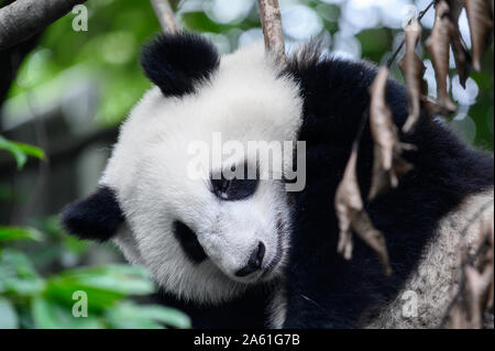 Baby Grand Panda cub dort sur l'arbre entre les branches et les feuilles après avoir mangé le bambou pour le petit-déjeuner à Chengdu, Sichuan, Chine. Banque D'Images