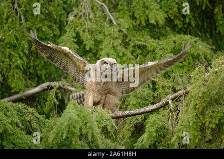 Grand-duc d'Amérique les ailes battantes naissante dans l'arbre-Victoria, Colombie-Britannique, Canada. Banque D'Images