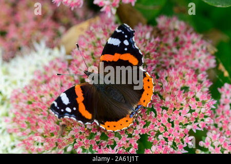 Papillons amiraux rouges Vanessa atalanta gros plan sur l'usine de glace de sedum Banque D'Images