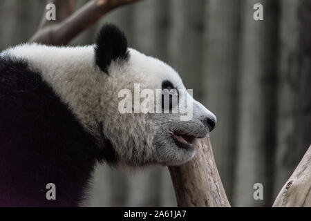 Le portrait de la panda géant. Big Fat lazy panda géant mange de bambou dans la forêt. Espèces en péril. Banque D'Images