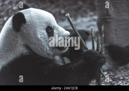 Le portrait de la panda géant. Big Fat lazy panda géant mange de bambou dans la forêt. Espèces en péril. Banque D'Images