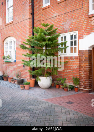 Une île Norfolk Araucaria heterophylla (PIN) sur le Millbank Estate, Pimlico, Londres SW1 Banque D'Images